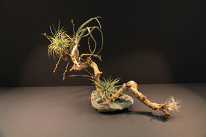 
                  
                    Charger l&amp;#39;image dans la galerie, Paysage miniature - Dragon Chinois
                  
                