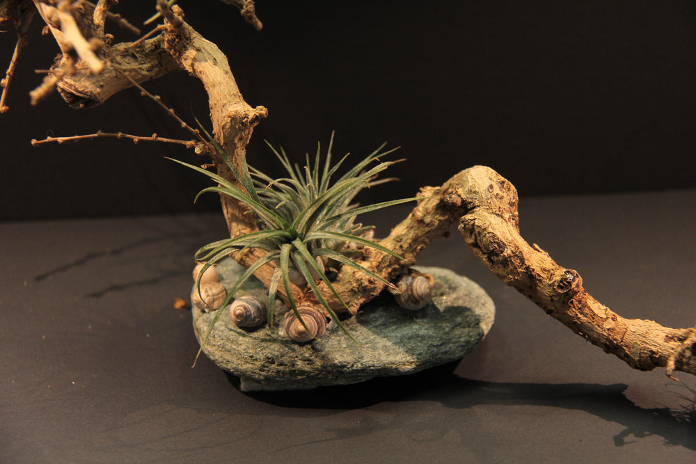
                  
                    Charger l&amp;#39;image dans la galerie, Paysage miniature - Dragon Chinois
                  
                