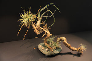 
                  
                    Charger l&amp;#39;image dans la galerie, Paysage miniature - Dragon Chinois
                  
                