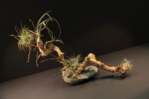 
                  
                    Charger l&amp;#39;image dans la galerie, Paysage miniature - Dragon Chinois
                  
                