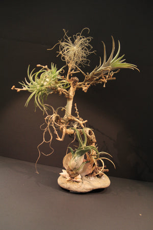 
                  
                    Charger l&amp;#39;image dans la galerie, Paysage miniature - Arbre
                  
                