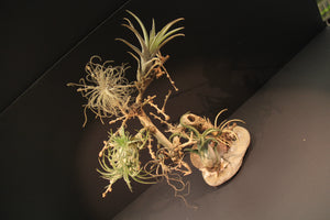 
                  
                    Charger l&amp;#39;image dans la galerie, Paysage miniature - Arbre
                  
                