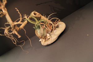 
                  
                    Charger l&amp;#39;image dans la galerie, Paysage miniature - Arbre
                  
                