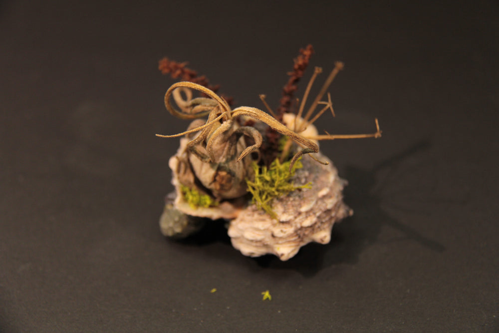 
                  
                    Charger l&amp;#39;image dans la galerie, Coquillage miniature - Îlot
                  
                