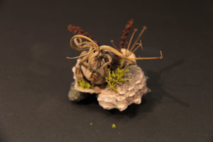 
                  
                    Charger l&amp;#39;image dans la galerie, Coquillage miniature - Îlot
                  
                