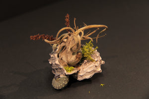 
                  
                    Charger l&amp;#39;image dans la galerie, Coquillage miniature - Îlot
                  
                