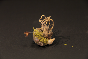 
                  
                    Charger l&amp;#39;image dans la galerie, Coquillage miniature - Hermit
                  
                