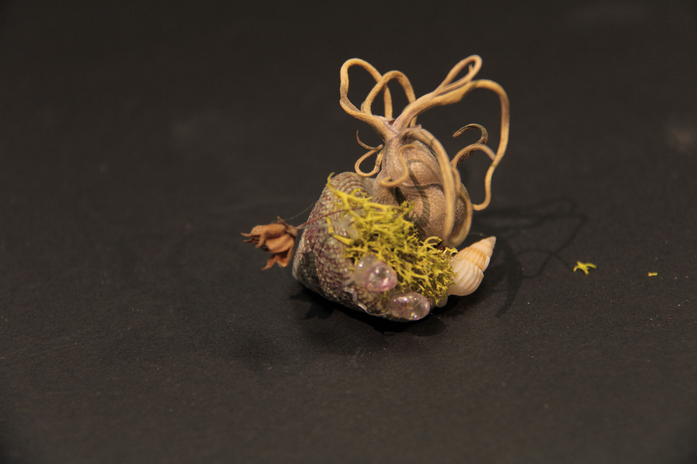 
                  
                    Charger l&amp;#39;image dans la galerie, Coquillage miniature - Hermit
                  
                