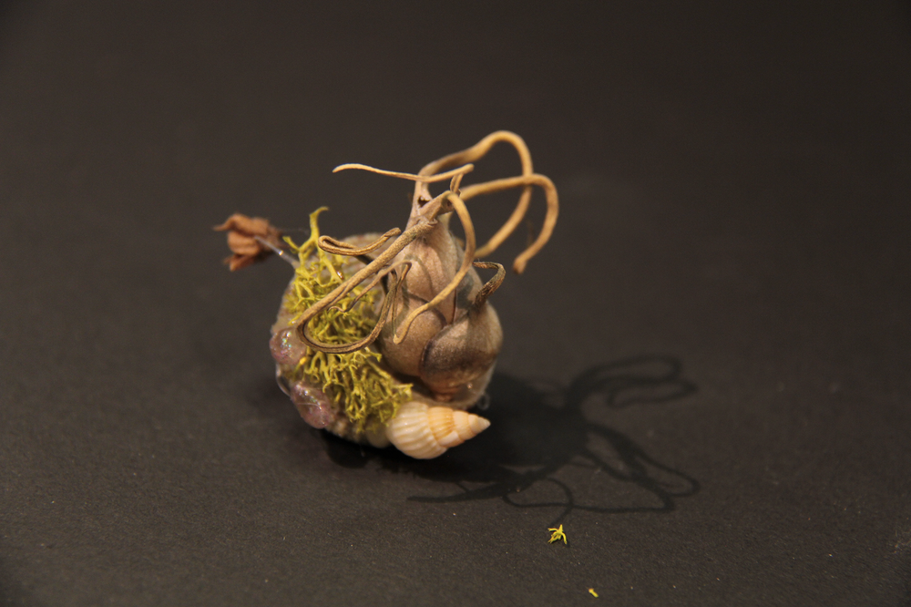 
                  
                    Charger l&amp;#39;image dans la galerie, Coquillage miniature - Hermit
                  
                