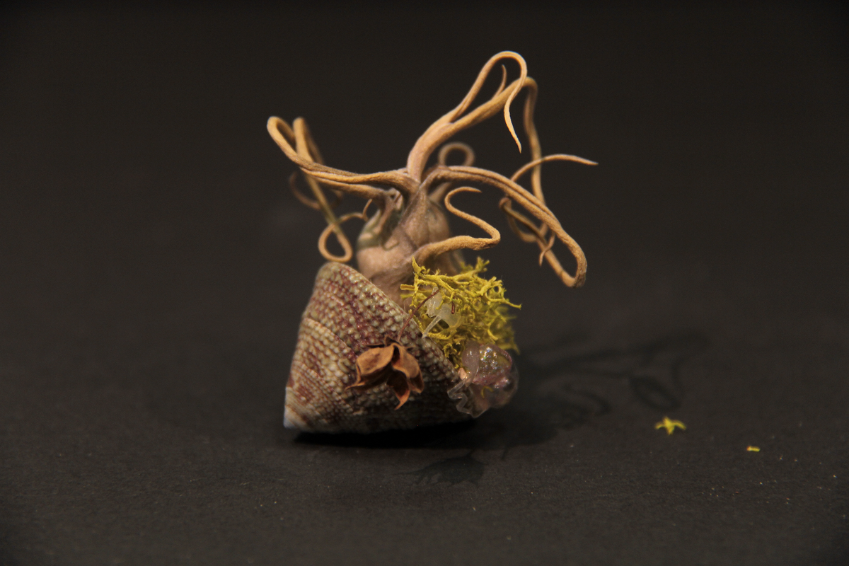 Coquillage miniature - Hermit – Le GranDuc